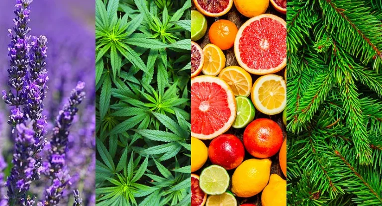 Terpenele și Rolul Lor în eficiența CBD-ului